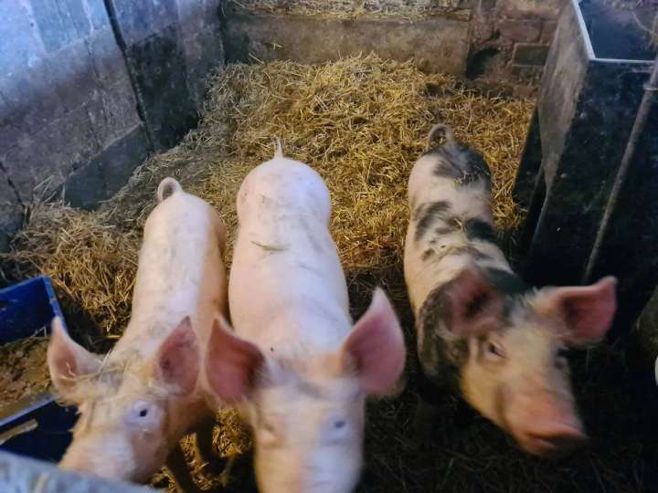 Schlachtschweine zu verkaufen