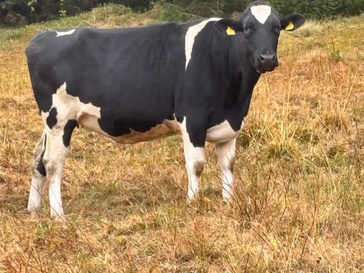 Holstein-Rbt + Holstein-Sbt