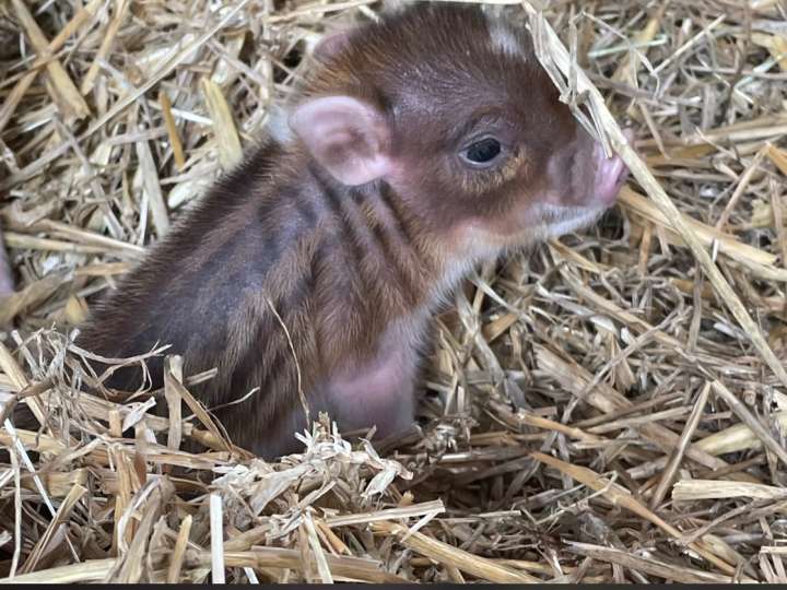 Micro Schwein