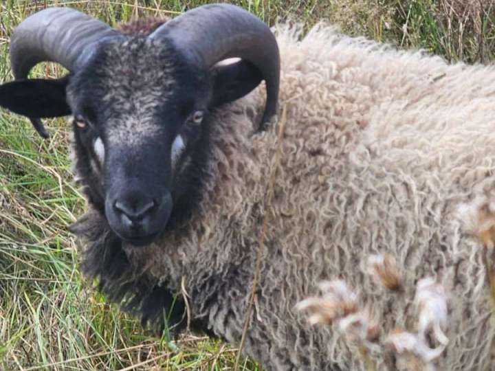 Reinrassige Shetlandschafe Absetzer m/w
