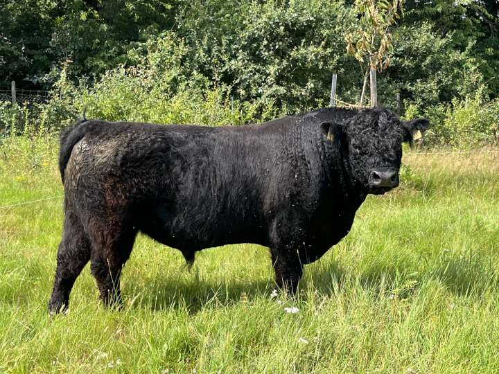 Jordan Bio Galloway Zuchtbulle