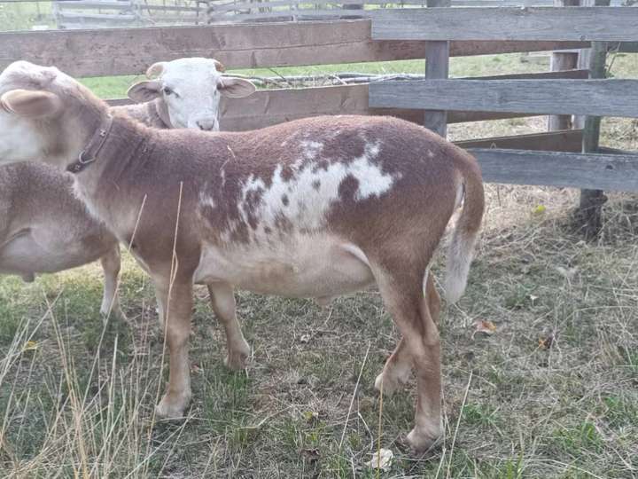 Braune Haarschafe (ehemals Nolana Landschaf)