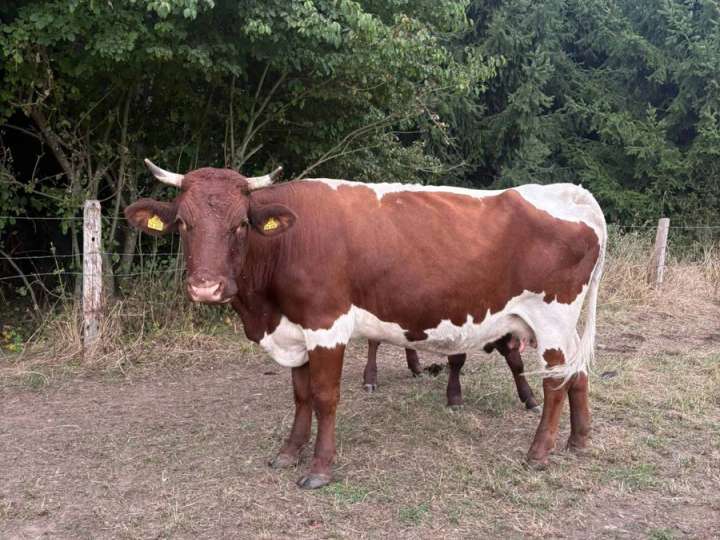Zwei Pinzgauer Kühe zu verkaufen