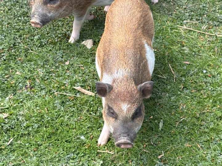 Micro Schweine