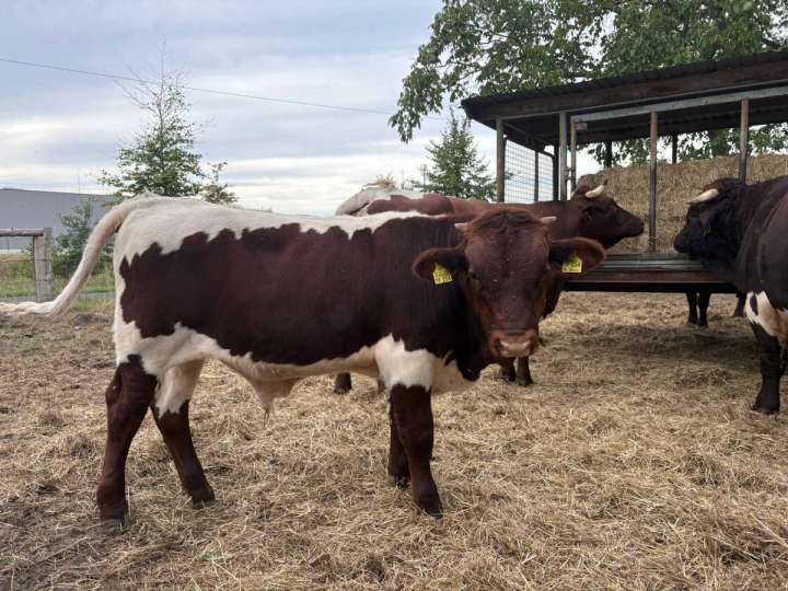 Zwei Pinzgauer Absetzer Bullen zu verkaufen
