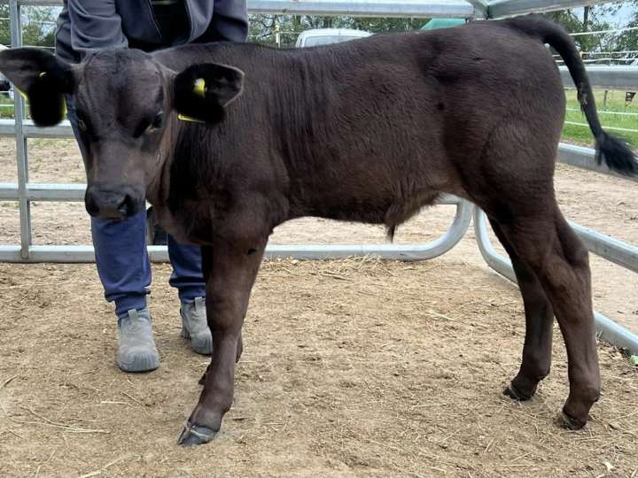 Wagyu Fullblood Bullenkalb Herdbuch