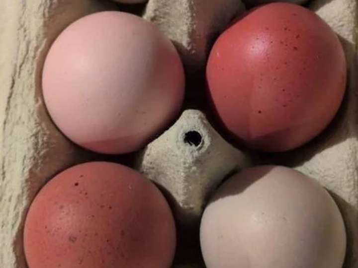 Bunter Gartenmix Bruteier zu Verkaufen