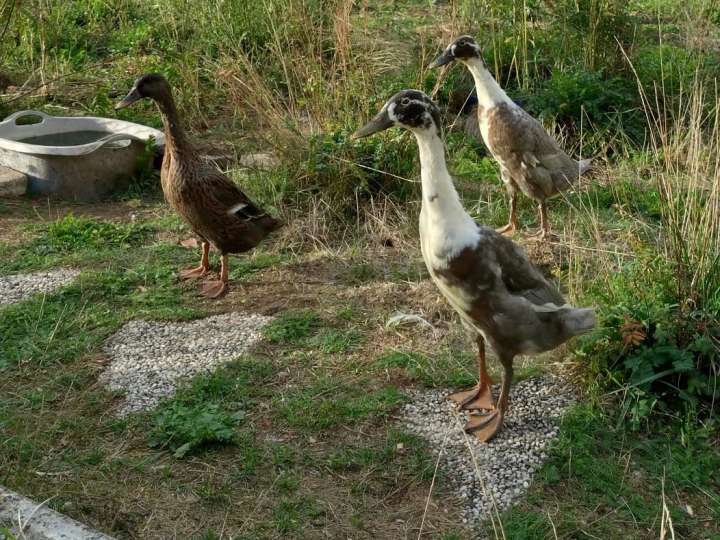 Laufentengruppe