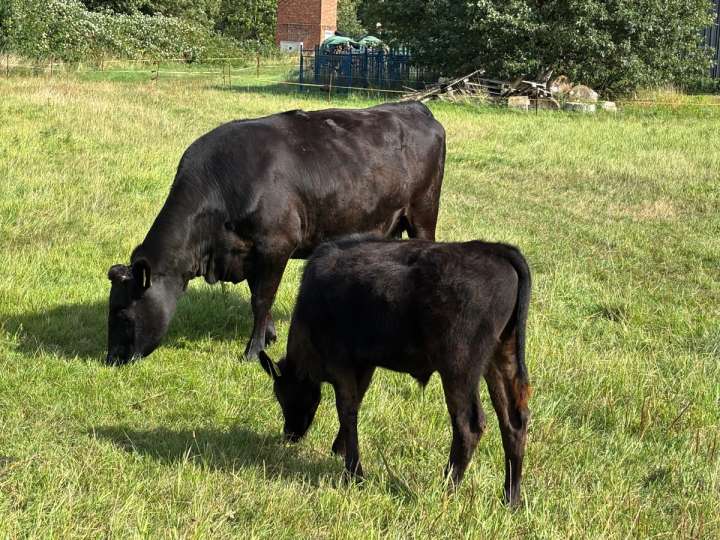 Wagyu Fullblood Bullenkalb | Sohn Circle8Bulls T338 | AWA
