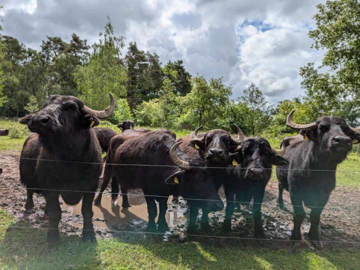 Wasserbüffelherde zu verkaufen