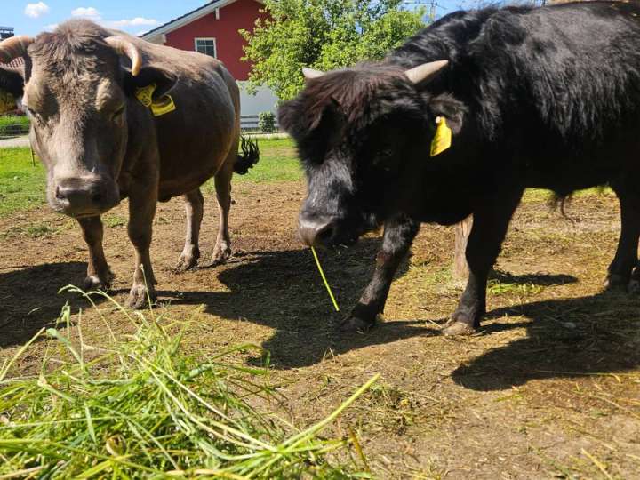 3 Dahomey Minikuh  Stier, Kuh und Kalbin