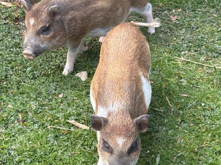 Micro Schweine
