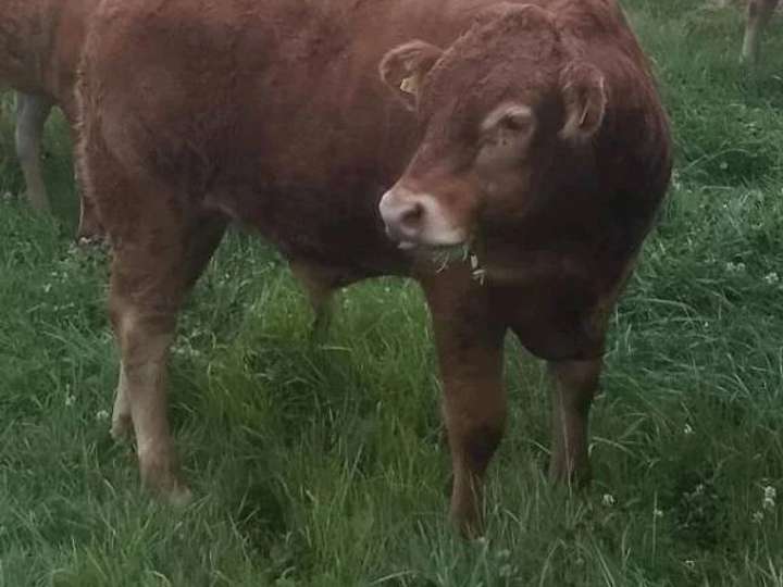 Verkaufe männliche Limousin Absetzer, Bio Status