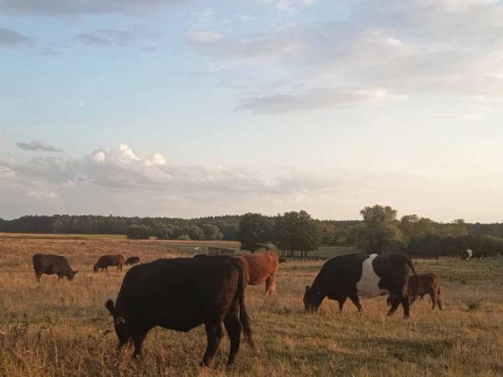 Bio Galloway Herdbuch komplette Herde