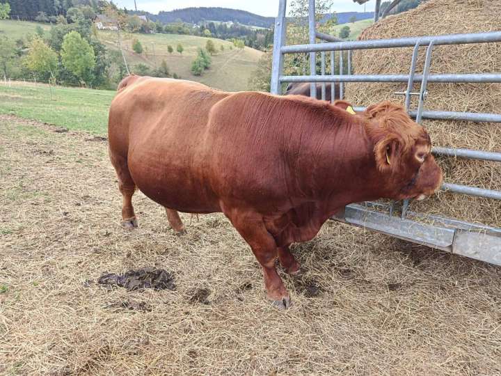 Bio - Deutscher Angus-Deckbulle, rot, kräftig und ruhig