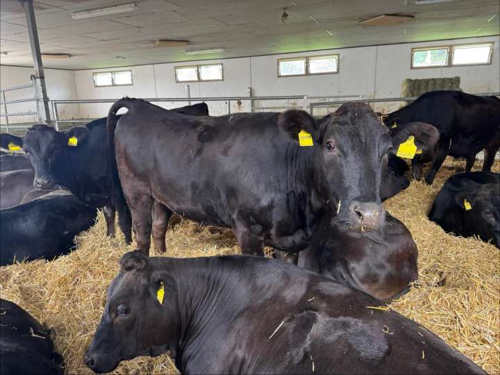 Wagyu Färsen