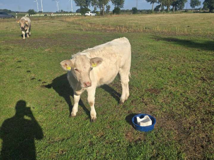 Charolais Zucht Tier
