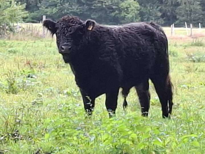 Galloways- Bullen