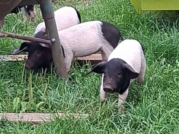 Sattel Schwein Ferkel