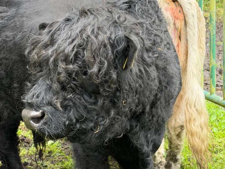 Galloway Bulle