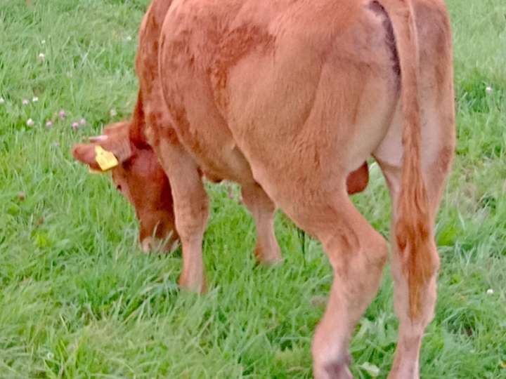 Absetzer Limousin