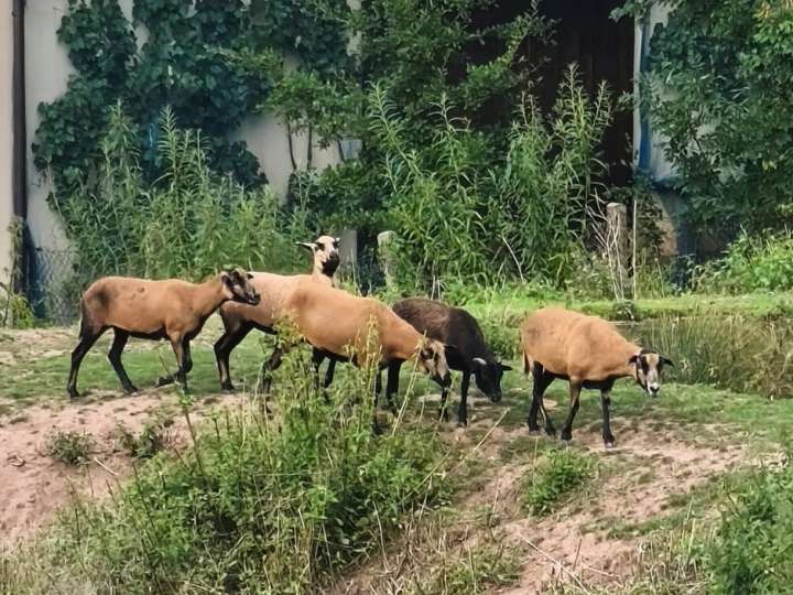 Eine kleine Herde Kamerunschafe sucht ein neues zu Hause