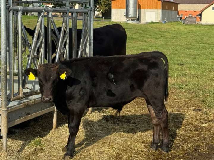 Wagyu Bullenkalb FB