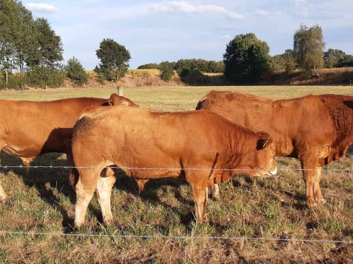 Limousin Bullenabsetzer zu verkaufen
