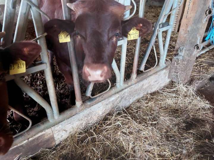 Bullenabsetzer Rotes Höhenvieh