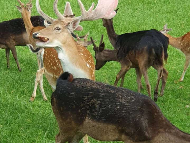 Kapitaler, handzahmer Damhirsch abzugeben