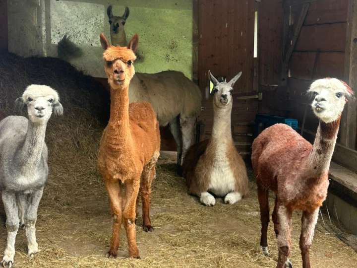 Alpakas und Lamas zu verkaufen