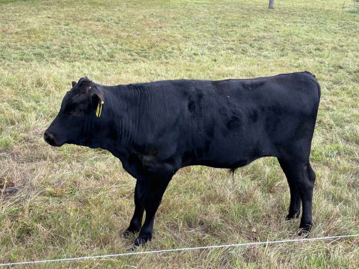 Zwei Wagyu Fullblood Bullenkälber - mit Zucht/ Deckbullenpotenzial