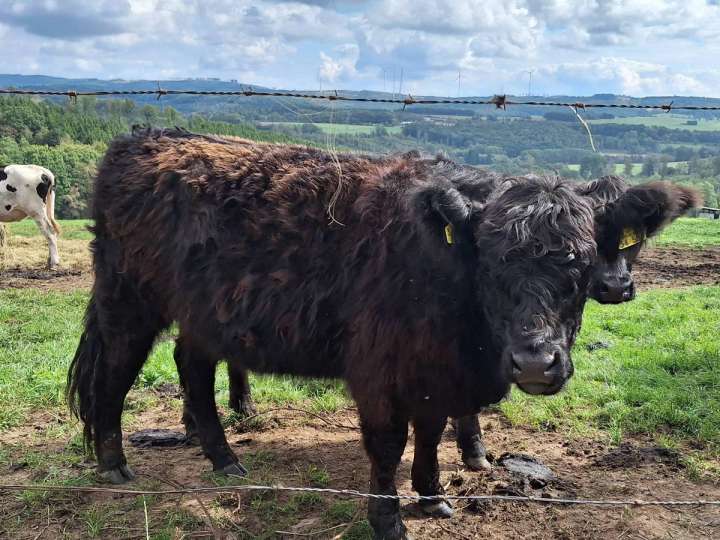 Galloway Färse schwarz mit RF