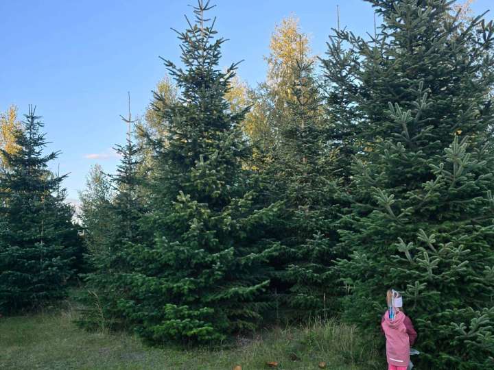 Nordmanntannen & Blaufichten 3–7 m | 13.000 Stück aus Polen