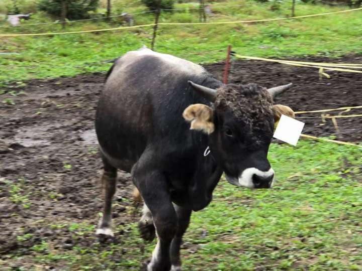 Rind/Bulle Grauvieh zu verkaufen.