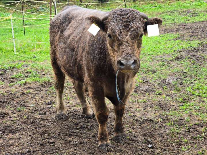 Bullen/Rind  Galloway