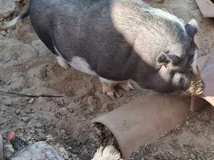 Schweine zu verkaufen