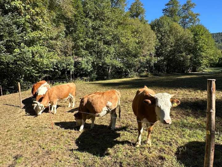 Hinterwälder Kuh mit Kalb