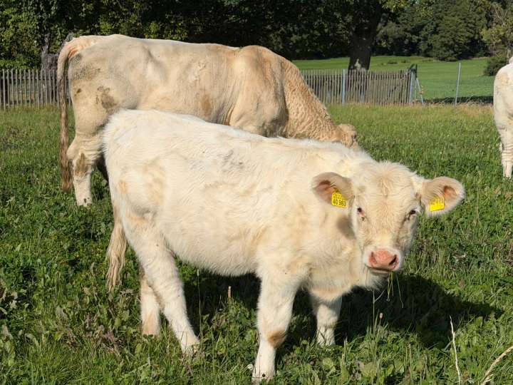 Charolais Kuhkalb