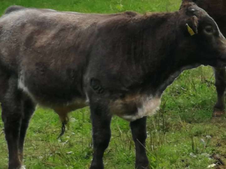 Bullenabsetzer geb. 03.2026