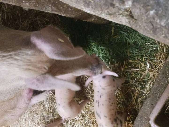 Ferkel ab Ende Oktober