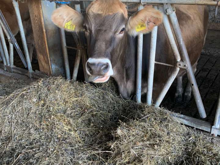 Bio Kreuzungsrind  Fleischrind / Milchrind