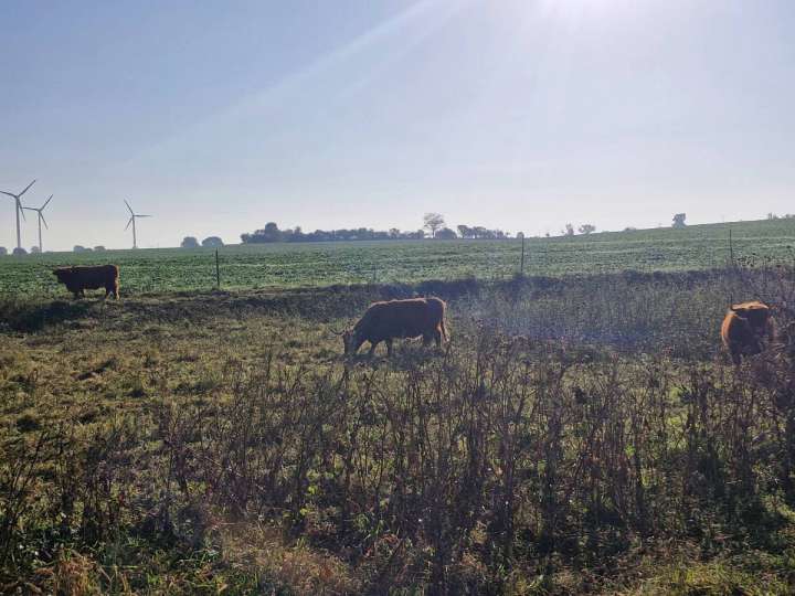 Highland Cattle Mutterkühe
