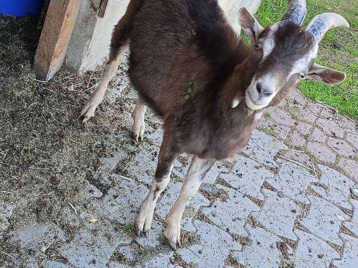 Thüringer Waldziegen