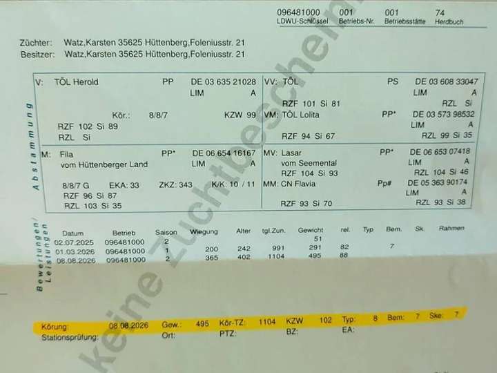 Limousin HB Bulle zu verkaufen