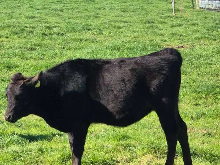 Fullbloodwagyu Absetzer