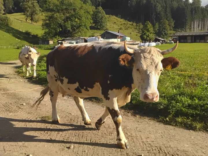 Kuh mutterkuh milchkuh fleckvieh x pustertaler