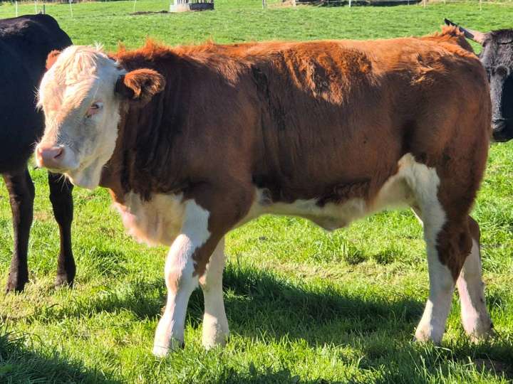 Fleckvieh Absetzer weiblich