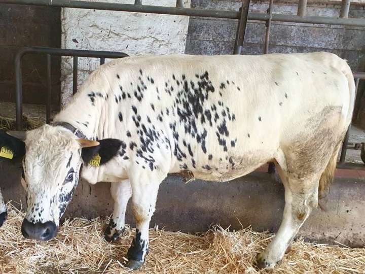 Verkaufe Pustertaler Sprinzen wegen Aufgabe der Tierhaltung