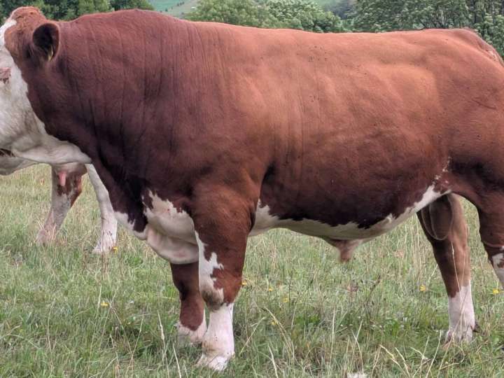 Fleckvieh Deckbulle Fleisch Bulle